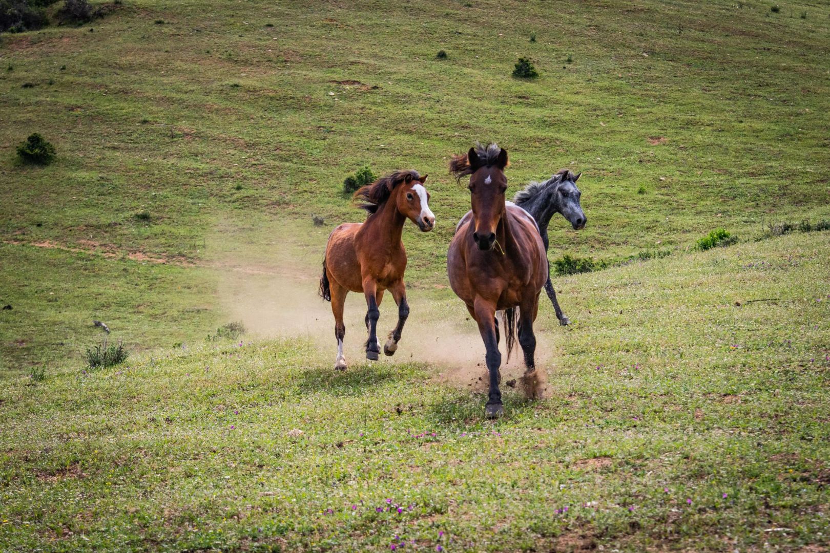 U Santu Pultru, ranch équestre & balades à cheval dans le Sud de la Corse